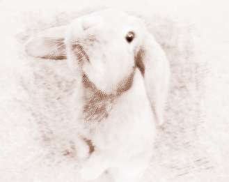 兔生肖女配对姻缘(女属兔的最佳婚配有哪些,女属兔的要配什么好)