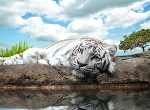 哪个属相的虎最好配对生肖(十二生肖虎的最佳婚配表)