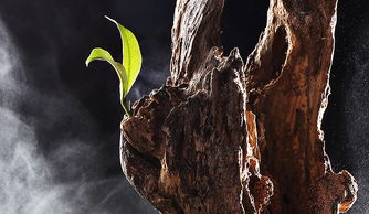 枯木逢春星座配对(枯木逢春,喜讯频频,哪3个星座今生爱你,破冰和好不分离 )