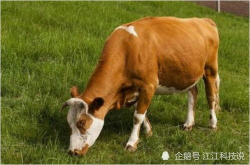 狗牛有哪个生肖配对好呢(属狗和属牛配什么属相最好,属牛和属狗的配吗)