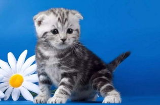 猫咪星座闺蜜配对排名(十二星座最佳闺蜜配对)