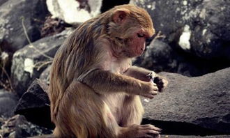 生肖配对女蛇配男猴(属猴的男人与属蛇的女人)