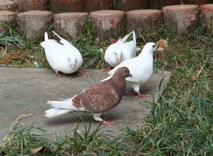 鸽子配对讲究什么生肖(鸽子代表什么生肖 )
