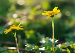 名字数理是吉中带凶好吗(姓名笔划数诱导作用分类五格剖象法)
