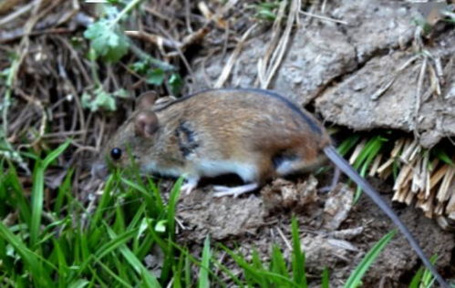 属老鼠跟什么属相配对最好(属鼠与哪些生肖合)