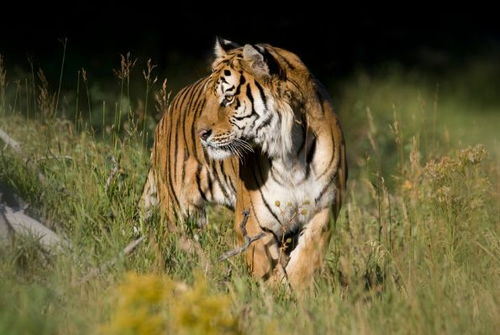 生肖虎与哪个属相最配婚(虎配什么生肖最好)