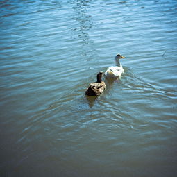 生肖猴找对象的最佳属相(生肖属猴的最佳配偶)