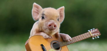 猪生肖更龙生肖的姻缘配对(属龙和属猪相配吗婚姻,属猪和属龙的相克吗)